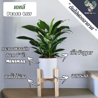 ต้น เดหลี Peace Lily พร้อมกระถาง Minimal 7"+เม็ดPopper+จานรอง+ขาตั้งไม้สน (ต้นไม้ฟอกอากาศ)