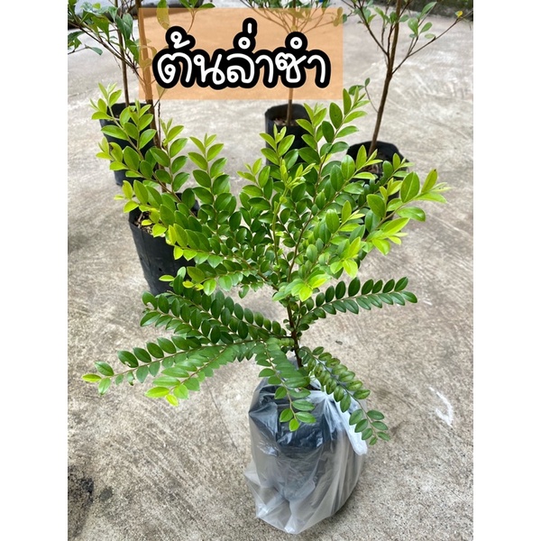 ต้นล่ำซำ(ต้นหูหนู)ไม้มงคลเรียกเงินเรียกทอง ไม้ยืนต้น ฟอร์มสวย
