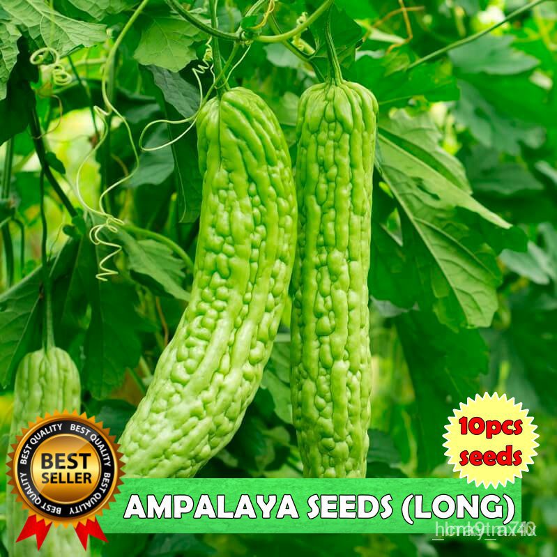 อินทรีย์ ใหม่ สายพันธุ์ จุดประเทศไทย ❤AMPALAYA LONG SEEDS/HIGH YIELD (1PACK) - 10pcs seedsเมล็ดอวบอ้