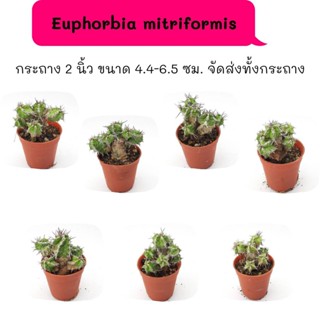 ET023 Euphorbia mitriformis ที่โคนมีรอยตำหนิเป็นลักษณะประจำพันธุ์ ไม้ชำหน่อ เลี้ยงฟอร์มกอสวยมาก cactus กระบองเพชร แคคตัส