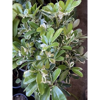หนวดปลาหมึกใบด่าง 🦑🦑Umbrella Tree ไม้ประดับ ดูดสารพิษพร้อมกระถาง6-9นิ้ว(1ต้น/แพค)