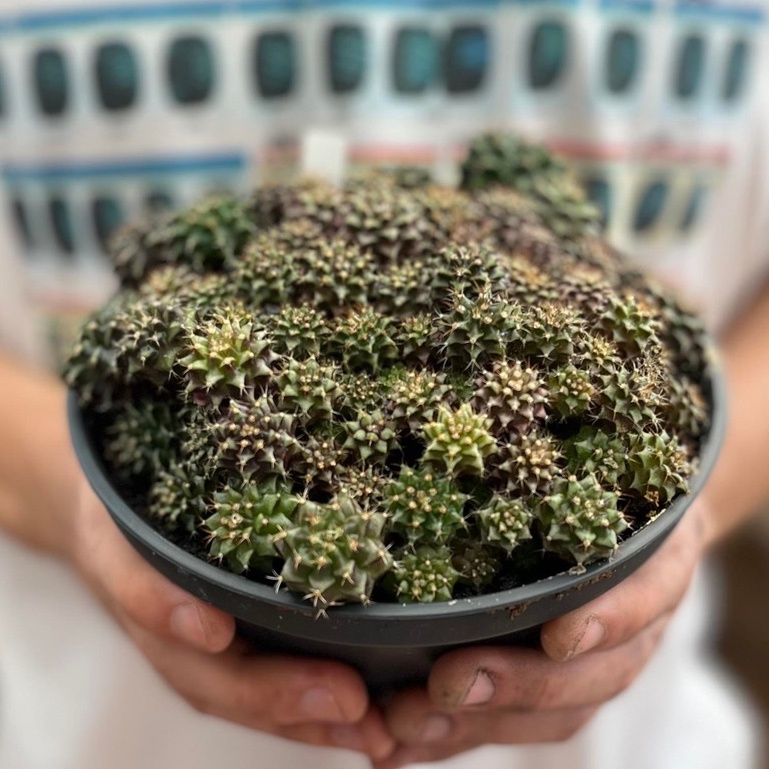 Beepees cactus กระบองเพชร แคคตัส ยิมโนคัดด่าง ไม้เมล็ด ขายยกพอต
