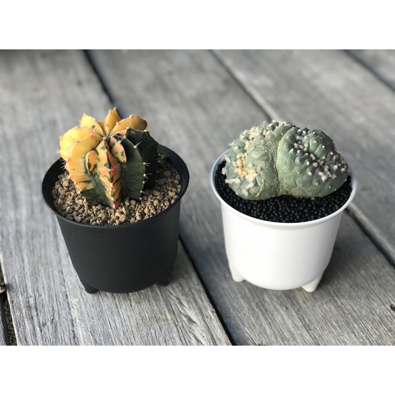 กระถางขาสิงค์ กระถางแคคตัส กระถางกลม