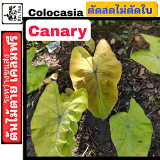 Colocasia Canary ตัดสด ไม่ตัดใบ โคโลคาเซีย เเคนารี่ นกขมิ้นเเก้ว