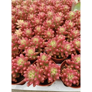 Sedum rubrotinctum Jelly been ด่างแดงเข้าใหม่สวยๆจ้า