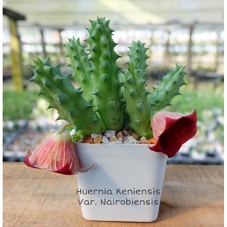 ต้นเก๋งจีน Huernia Keniensis var. Nairobiensis