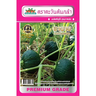 เมล็ดพันธุ์ ฟักทองลูกผสม พจมาน 1 กรัม/ซอง ตราตะวันต้นกล้า