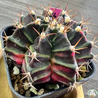 (P46) ต้นยิมโนด่าง คัดพิเศษ ไม้เมล็ด - (gymnocalycium) - แคคตัส/ง่าย ปลูก สวนครัว เมล็ด/ผักชี YVEG