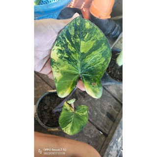 Xanthosoma violaceum yellow variegated