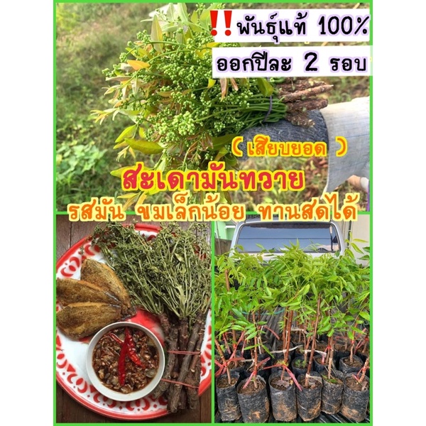 #สะเดามันทวาย 7-8เดือนออกดอก เสียบยอดไม่ใช่ต้นเพาะเมล็ดจร้า รสมัน ขมเล็กน้อย ทานสดได้