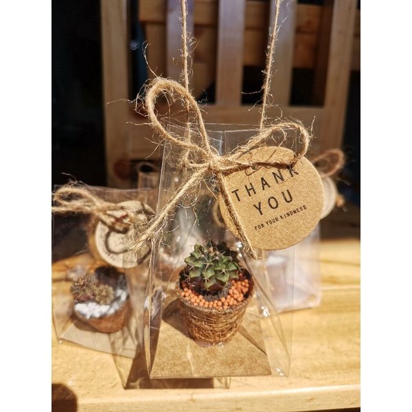 ของชำร่วย ต้นกระบองเพชร พร้อมส่ง ต้นไม้จริง​ ของฝาก no.14 งานแต่ง ต้นไม้มงคล ของชำร่วยงานแต่ง ของขวัญ ยิมโน แคคตัส