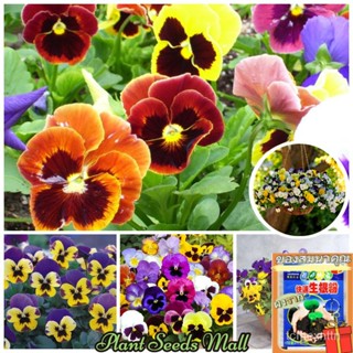 （คุณภาพสูง เมล็ด）เมล็ดพันธุ์ ดอกแพนซี่ บอนสี (Mixed Pansy flower seeds) ต้นไม้มงคล ต้นไม้ฟอกอ/ง่าย ปลูก สวนครัว /ผักชี U