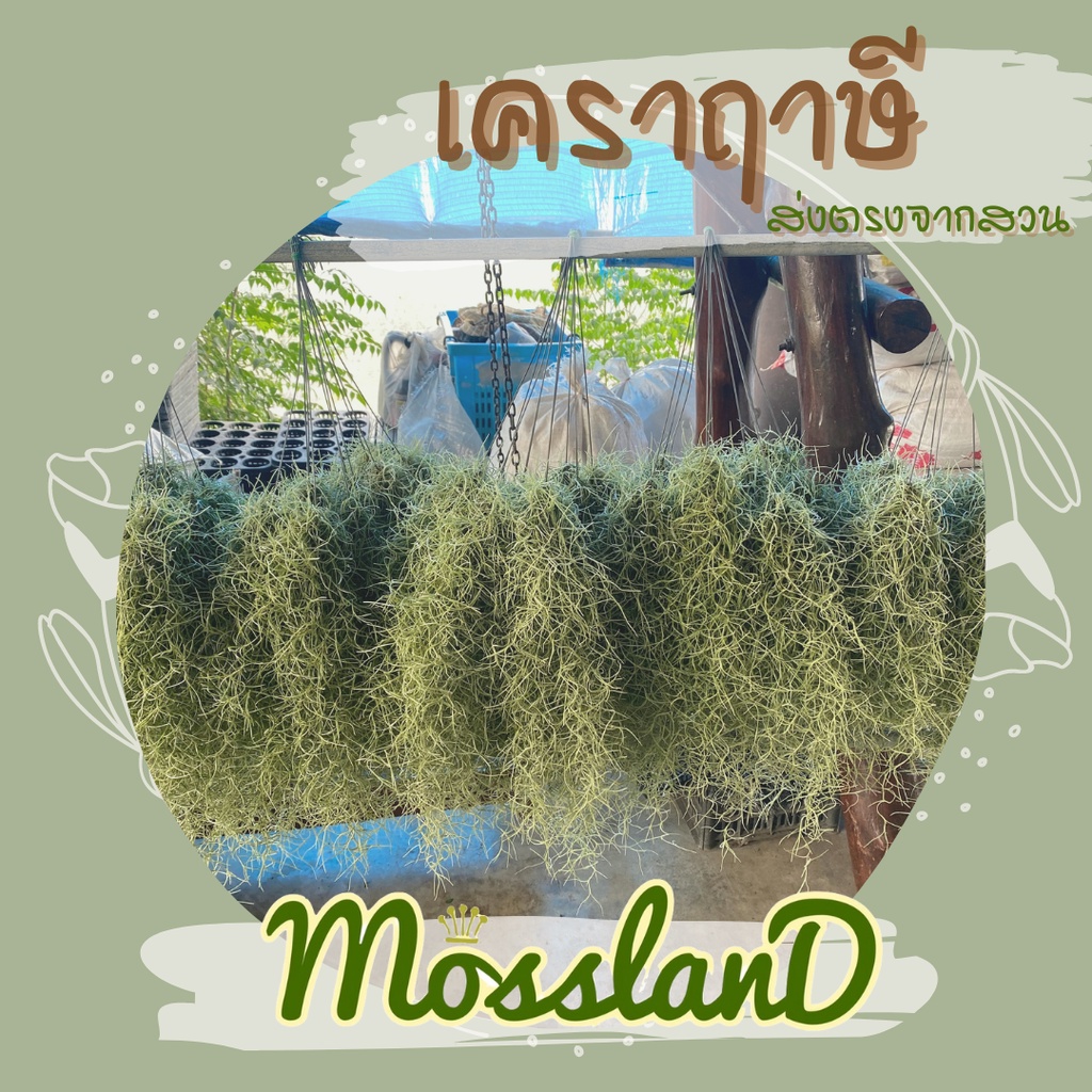 เคราฤาษี 1 พวง ยาวประมาณ 30 เซนติเมตร