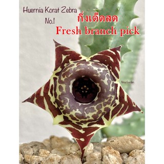 เก๋งจีน Huernia Korat Zebra No.1 *กิ่งเด็ดสด* แคคตัส ไม้อวบน้ำ Cactus and Succulent