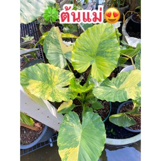 หูช้างด่างเหลือง บอนหูช้างด่างเหลือง Alocasia gageana  ลำต้นสมบูรณ์ ยิ่งโต ยิ่งสวย😊(ไม้หน่อ)