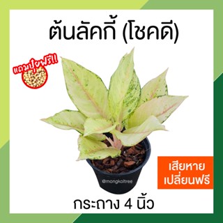 ต้นลัคกี้ (โชคดี) กระถาง 4 นิ้ว [แถมปุ๋ยฟรี!+เสียหายเปลี่ยนฟรี] อโกลนีมาไม้มงคล ต้นไม้เสริมโชคลาภ ใบสีขาวครีม Lucky Agla