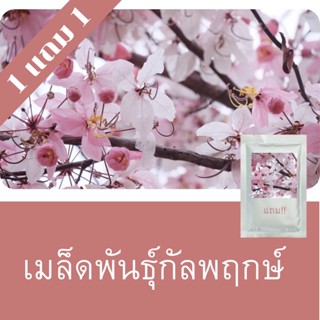 เมล็ดพันธุ์กัลปพฤกษ์ 1แถม1 (150เมล็ด) ถูกที่สุด!!