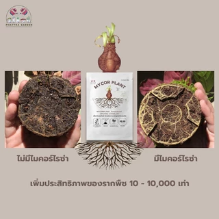 ไมคอร์ไรซ่า ซื้อ1แถม1 (500กรัม) เร่งราก รากเยอะ พืชโตเร็ว ความเข้มข้นเชื้อสูง เพาะเชื้อจากห้องLAB 100%
