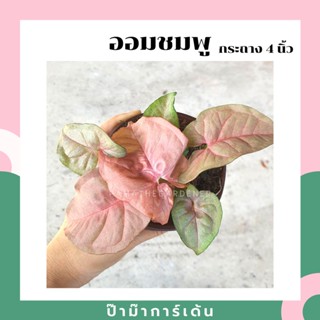 ออมชมพูในกระถางพร้อมตั้ง Syngonium Pink