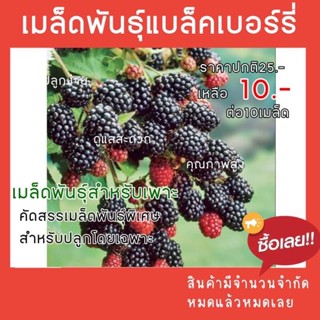 เมล็ดพันธ์ุแบล็คเบอร์รี่