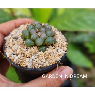 ต้นหยดน้ำ(Haworthia cooperi) แคคตัสไม้อวบน้ำ (ไซต์กระถาง 2 นิ้ว)