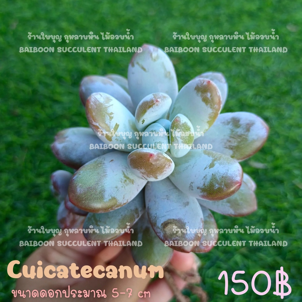 ลูกอมฟ้า Pachyphytum​  CUICATECANUM Succulent Echeveria​ Haworthia ​lithop ฮาโวเทีย ไลทอป ร้านใบบุญ​กุหลาบหิน​ไม้อวบน้ำ​