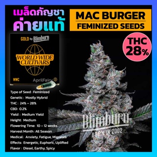 เมล็ดพันธุ์กัญชา MAC BURGER Feminised Cannabis Seeds เพศเมีย เมล็ดกัญชานอก เมล็ดค่าย Blimburn แท้100% แบ่งขาย