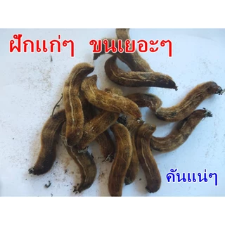 หมามุ่ยไทย หมากตำแย คันแน่นอน100% แถมฟรี ถุงมือยาง