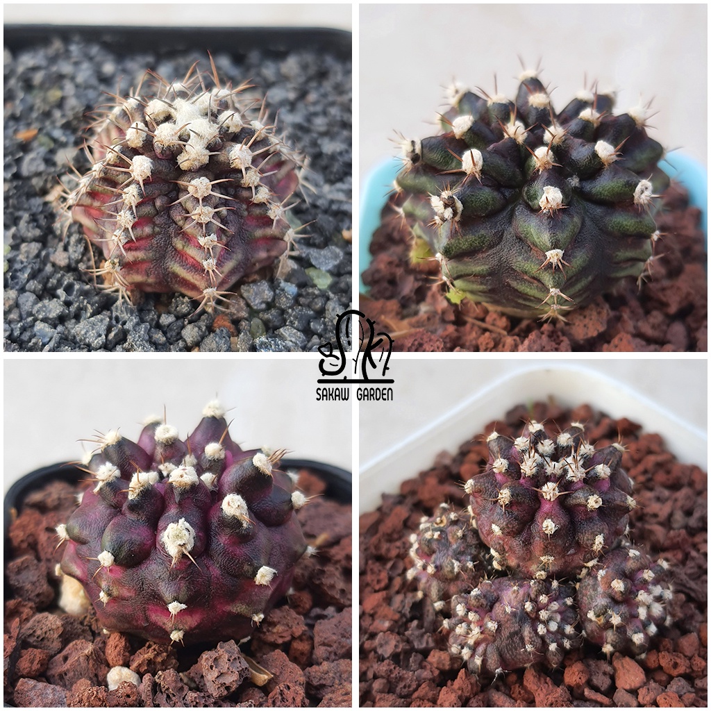 ยิมโนด่าง • ไม้เมล็ด ลูกไดโนเสาร์