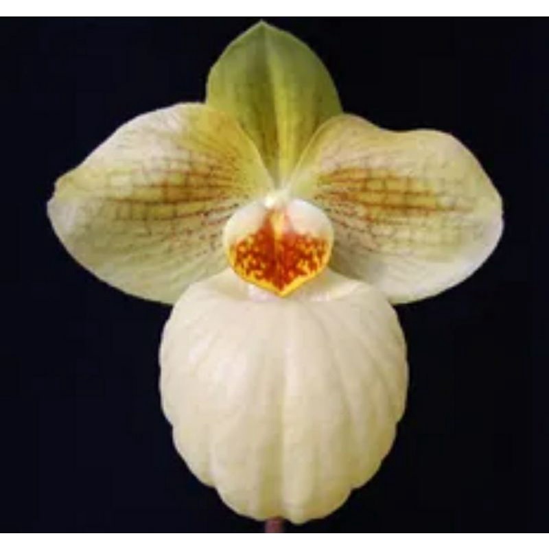 Paph.micranthum x Paph.armeniacum