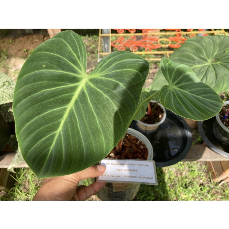 Philodendron El choco red