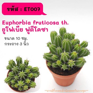 ET007 Euphorbia fruticosa th. ยูโฟเบีย ฟูตีโคซา ฟอร์มกอ cactus กระบองเพชร แคคตัส กุหลาบหิน พืชอวบน้ำ