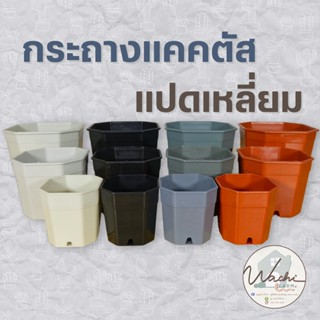 กระถางกระบองเพชร แคคตัส ทรงแปดเหลี่ยม ขนาด 2 นิ้ว, 3 นิ้ว และ 4 นิ้ว