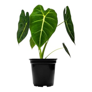 อโลคาเซียฟรายเด็กซ์ ใบกำมะหยี่ (Alocasia frydek)