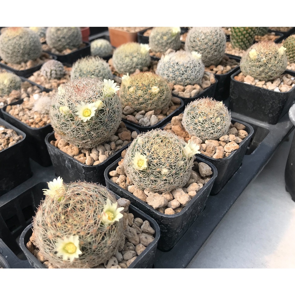 Mammillaria picta f. Aramberri L 1063 Aramberri, Nuevo Leon, MX, 900-1300 m ไม้เมล็ด