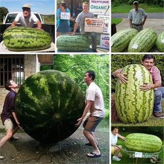 ผลิตภัณฑ์ใหม่ เมล็ดพันธุ์ 2022แตงโม Giant Watermelon Seeds 20ชิ้น / แพ็ค ฟาร์ม พืชบ้าน พืชกลางแจ้ง ปลูกง่าย สามา/มะเขือ