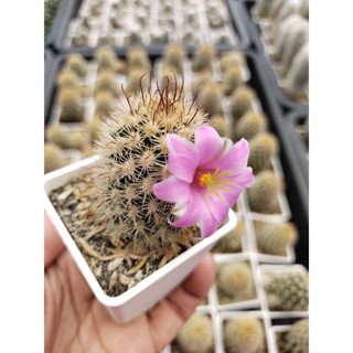 กระบองเพชร แคคตัส Cactus สโนว์แคปหนามแดง Snowcap red thorn