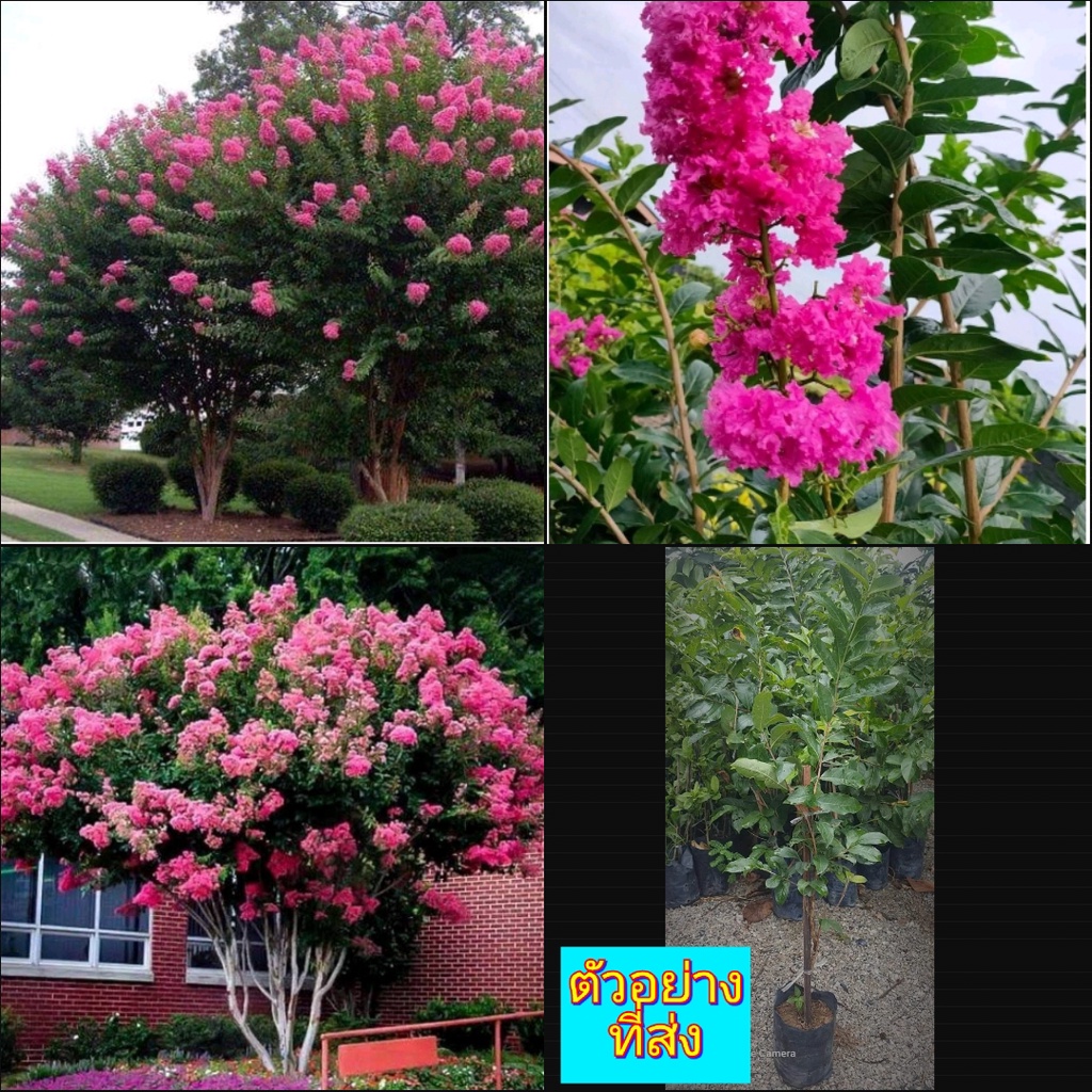 50-60cm ต้น ชำกิ่ง ดอก ต้นชมพูส่าหรี ต้นม่วงสาหรี ชมพูส่าหรี ม่วงสาหรี Pink Velour Crape Myrtle crap