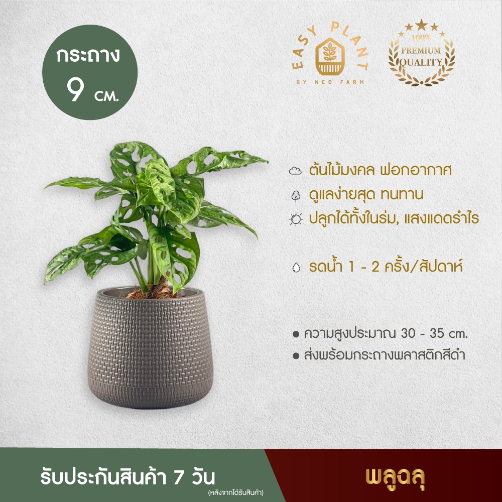 พลูฉลุ  ต้นไม้ใบฟอกอากาศ ประดับ มินิมอล ตกแต่งบ้านและสวน - easyplant
