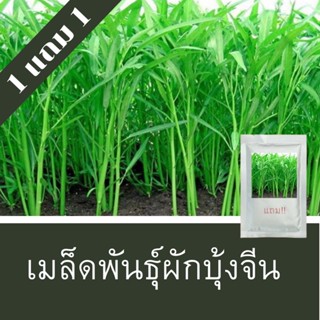 เมล็ดพันธุ์ผักบุ้งจีน 1แถม1 (500เมล็ด)