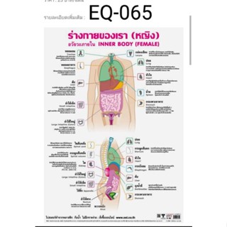 ร่างกายของเรา หญิง EQ 065 โปสเตอร์สื่อการสอนหุ้มพลาสติก ขนาด 50 * 70 cm