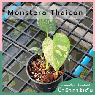 ต้นมอนสเตอร่าไทคอน  (Monstera Thai constellation) ไทยคอน ไทคอน ไม้เนื้อเยื้อ