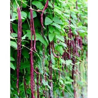 เมล็ด ถั่วฝักยาว ม่วง ( PURPLE YARD LONG BEAN ) บรรจุ 10 เมล็ด ฝักม่วง เนื้อหนา