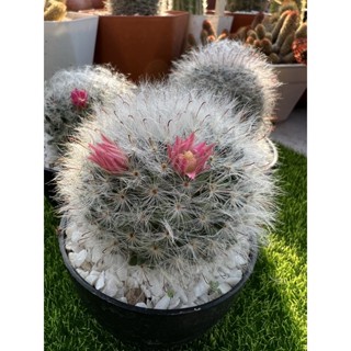 Mammillaria bocasana (แมมขนแมว) ดอกสีชมพู