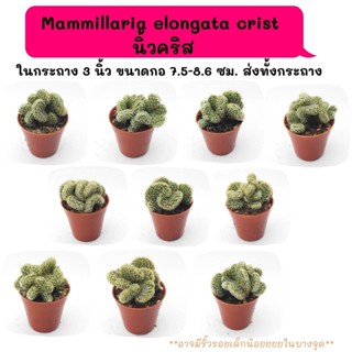 MT076 Mammillaria elongata crist  นิ้วคริส กระบองเพชร แคคตัส กุหลาบหิน พืชอวบน้ำ