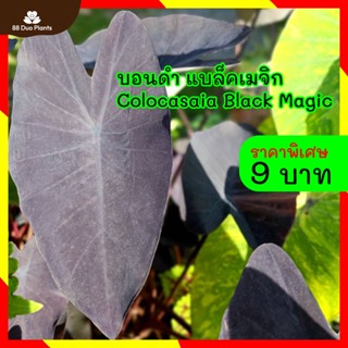 บอนดำ โคโลคาเซีย Colocasia Black Magic