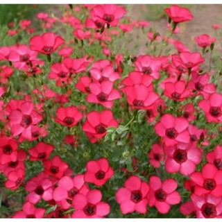 เมล็ดพันธุ์ดอก สคาร์เลต แฟล็กซ์ (Scarlet Flax Flower Seed) บรรจุ 150 เมล็ด ของแท้ คุณภาพดี ราคาถูก นำเข้าจากต่างประเทศ