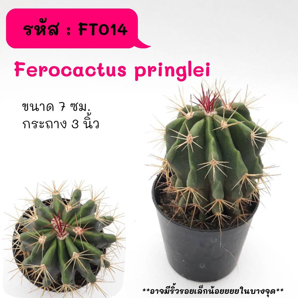 FT014 Ferocactus pringlei เฟอโรแคคตัส พริงเกิ้ล ไม้เมล็ด มีรอยคราบบริเวณโค้นต้น cactus กระบองเพชร แคคตัส กุหลาบหิน