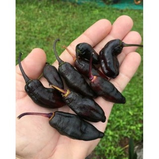 เมล็ดพันธุ์พริกดำ แบล็ค บัสเติร์ด (Black Bastard Hot Pepper Seed) บรรจุ 15 เมล็ด ของแท้ คุณภาพดี ราคาถูก นำเข้าจากต่าง