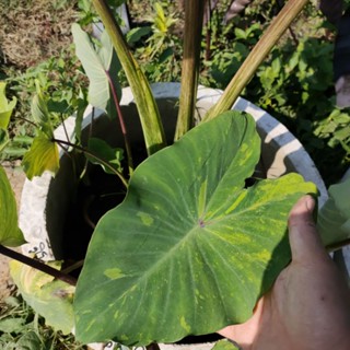 Colocasia Midori Sour ตัดสด ไม่ตัดใบ โคโลคาเซีย มิโดริ ชาวร์